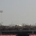 11_45-mast.jpg