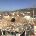 11_45-nest.jpg