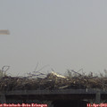 11_50-mast.jpg