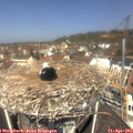 11_50-nest.jpg