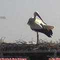 11_55-mast.jpg