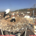 11_55-nest.jpg