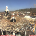 12_10-nest.jpg