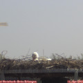 12_15-mast.jpg