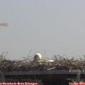 12_20-mast.jpg