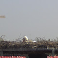 12_25-mast.jpg