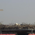 12_40-mast.jpg
