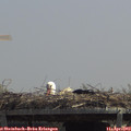 12_50-mast.jpg