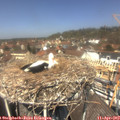 12_50-nest.jpg