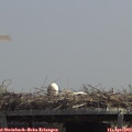 12_55-mast.jpg