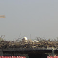 13_00-mast.jpg