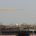13_10-mast.jpg