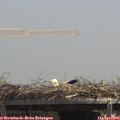 13_15-mast.jpg