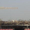13_20-mast.jpg