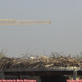 13_25-mast.jpg