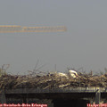 13_30-mast.jpg