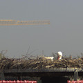 13_35-mast.jpg