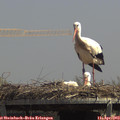 13_40-mast.jpg