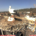13_40-nest.jpg