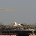 13_50-mast.jpg