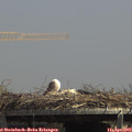 13_55-mast.jpg