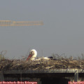 14_00-mast.jpg