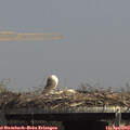 14_10-mast.jpg