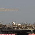 14_15-mast.jpg