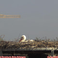 14_20-mast.jpg