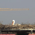 14_50-mast.jpg
