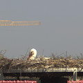 14_55-mast.jpg