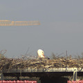 15_10-mast.jpg