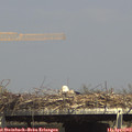 15_15-mast.jpg