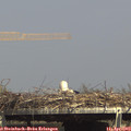 15_20-mast.jpg