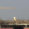 15_25-mast.jpg