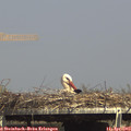 15_30-mast.jpg