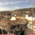 15_30-nest.jpg