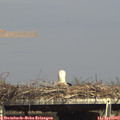 15_45-mast.jpg