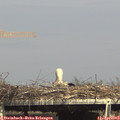 15_55-mast.jpg