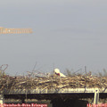 16_00-mast.jpg