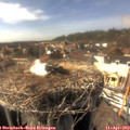 16_00-nest.jpg