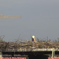 16_05-mast.jpg