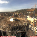 16_10-nest.jpg