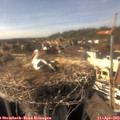 16_20-nest.jpg