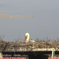16_30-mast.jpg
