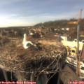 16_30-nest.jpg