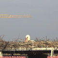 16_35-mast.jpg