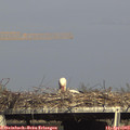 16_40-mast.jpg