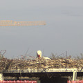 16_45-mast.jpg