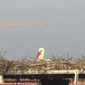 16_50-mast.jpg